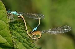 Mating_ Blue-tailed_ damselflies